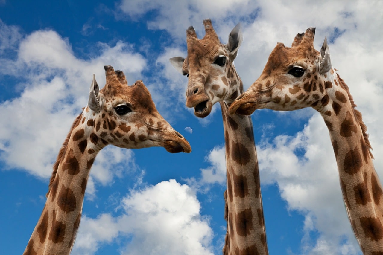 https://ww.horasis.org/wp-content/uploads/giraffes-627031_1280.jpg